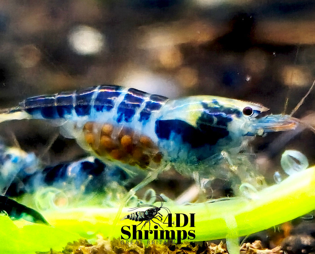 BLOOD DRAGON CALCEO BEE