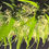 Thumbnail: Eclipse Indica Strain