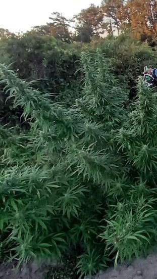 Thumbnail: Indica Hemp Roots