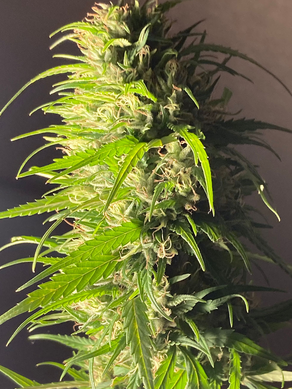 Thumbnail: Eclipse Indica Strain