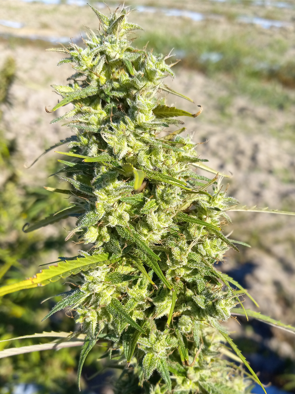 Thumbnail: Bulk Sales of Indica Flower