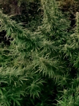 Thumbnail: Bulk Sales of Indica Flower