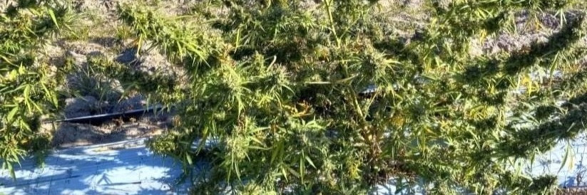 Thumbnail: Indica Hemp Roots