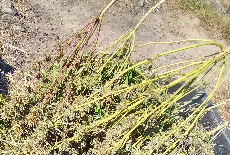 Thumbnail: Indica Hemp Roots