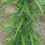 Thumbnail: Eclipse Indica Strain