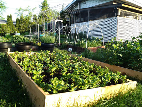 Imbolc Gairdín: Applying Biodynamic Principles and Grand Reopening