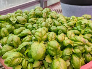 Vegetable Vitality Through Biodynamic Soil Management