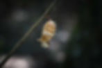 A cocoon