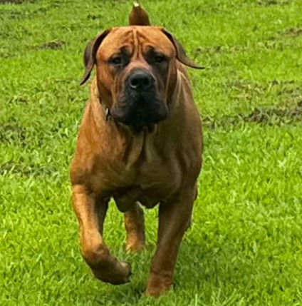 Erickson Ranch Koda