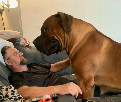 Erickson Ranch Boerboels massive head
