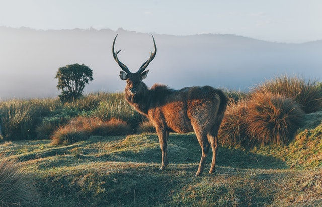 Central Highlands of Sri Lanka