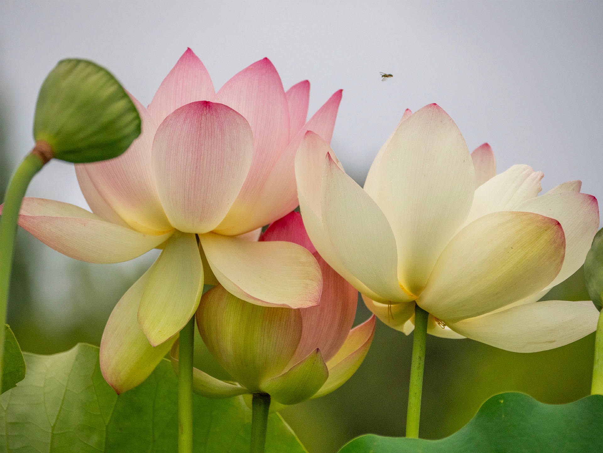 Woman with artichoke.jpg