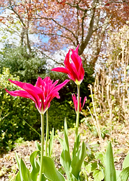 tulips2.png