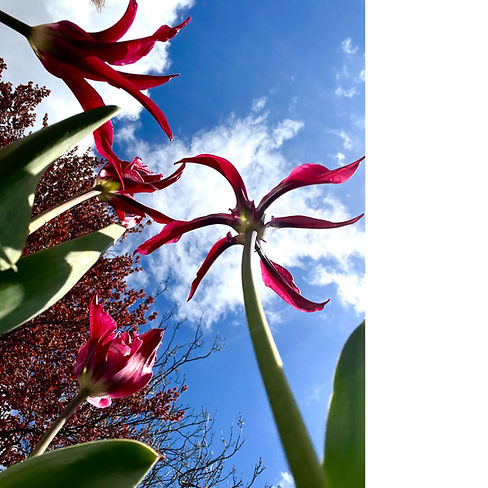 tulips1.jpg