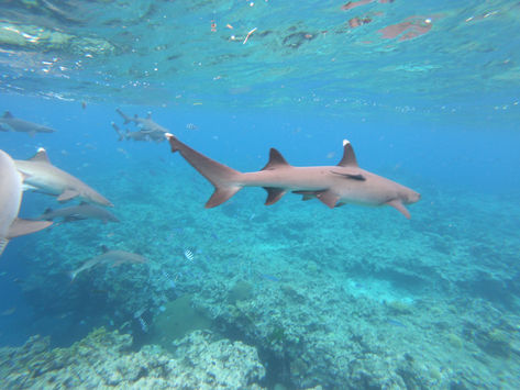 Reef Shark Snorkel