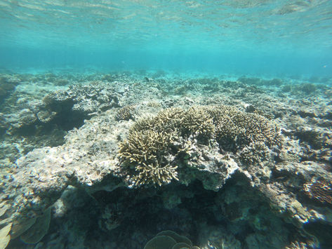 Snorkeling off the Beach