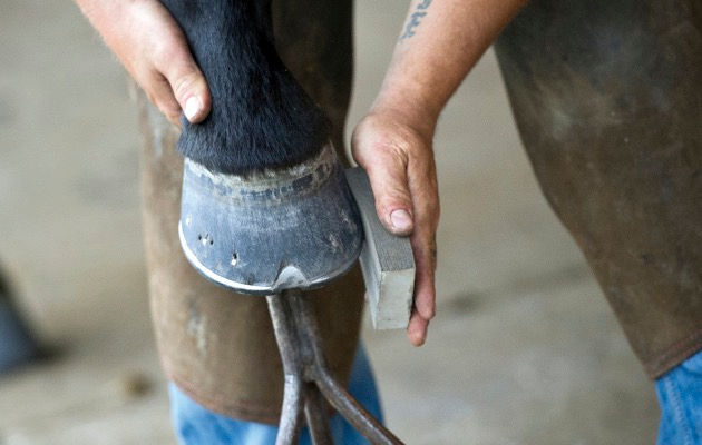 Farrier at EOF