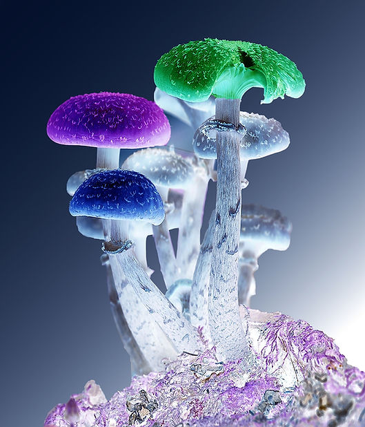 Neon Colored Mushrooms
