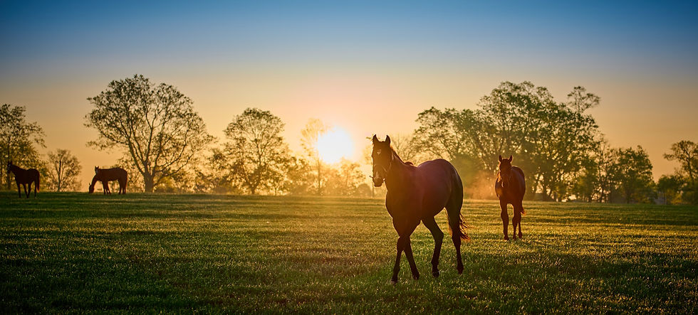 Thoroughbred horses walking in a field at sunrise.jpg