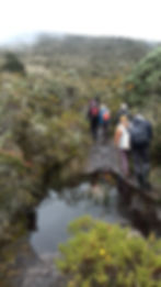 CAMINATAS