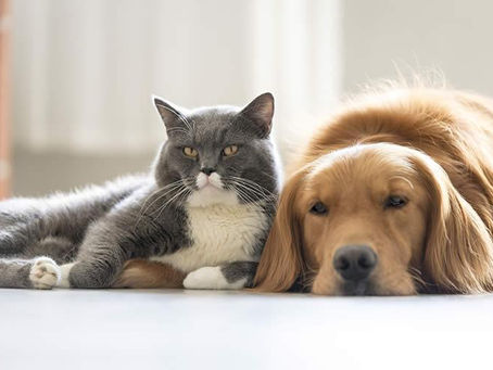 10 CLAVES PARA LA MEJOR CONVIVENCIA ENTRE EL PERRO Y EL GATO