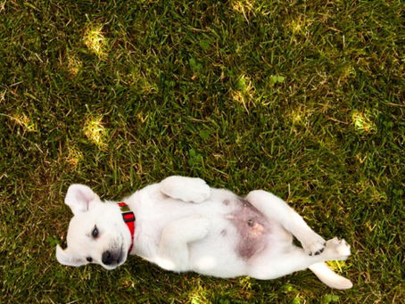 CÓMO ELIMINAR PULGAS EN CASA