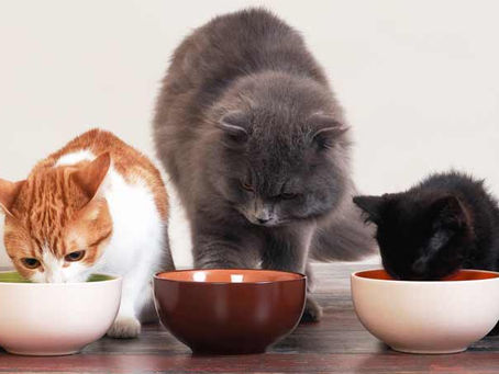 ALIMENTOS PROHIBIDOS PARA GATOS