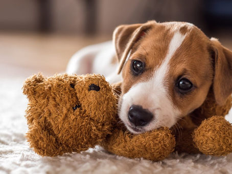 CÓMO TU PERRO TE DICE "TE QUIERO"