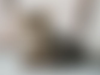 EL GUSANO “GANCHO” EN GATOS