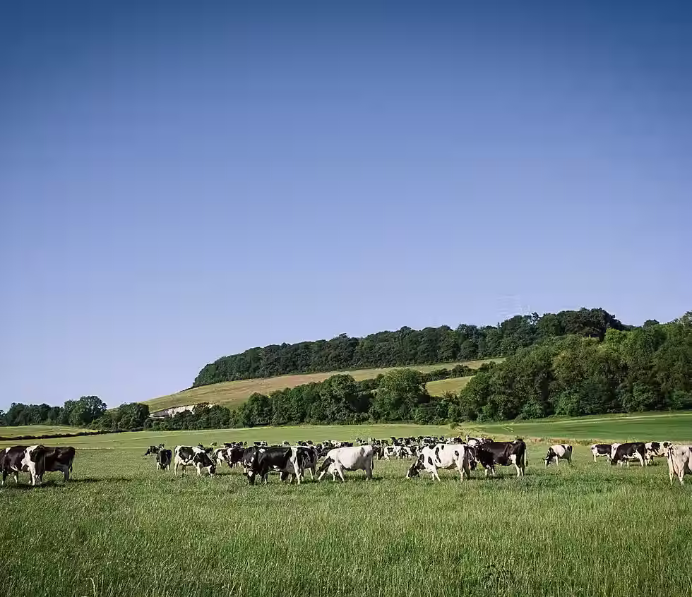 Our happy 400 cows, munching on grass, they provide milk for Sainsburys