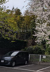 駐車場桜.jpg