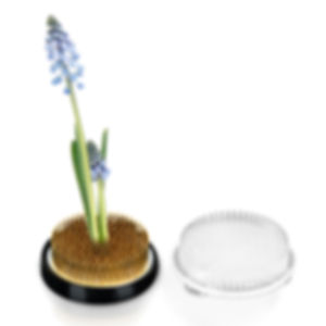 Ditsy Flowers Flower Frog Set