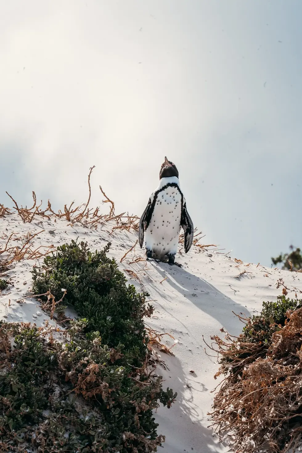 Pinguin am Strand.webp