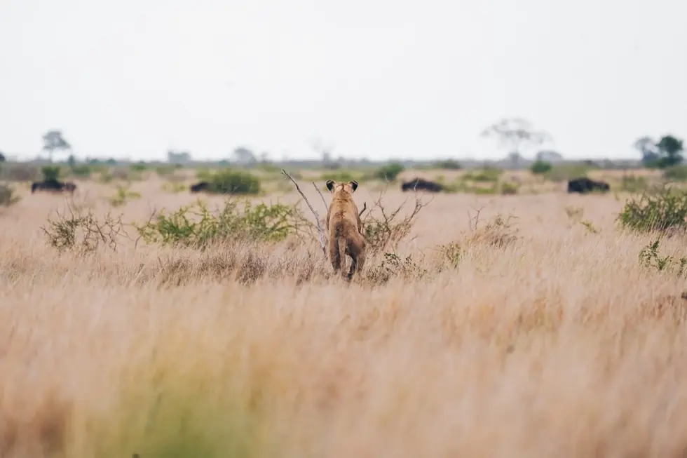 Löwin von hinten fotografiert, wie sie durch hohes Savannengas auf eine Büffelherde in der Ferne zuläuft