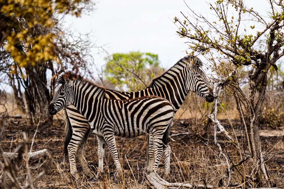 Zwei Steppenzebras stehen dicht beieinander zwischen kahlen Bäumen in der afrikanischen Trockensavanne