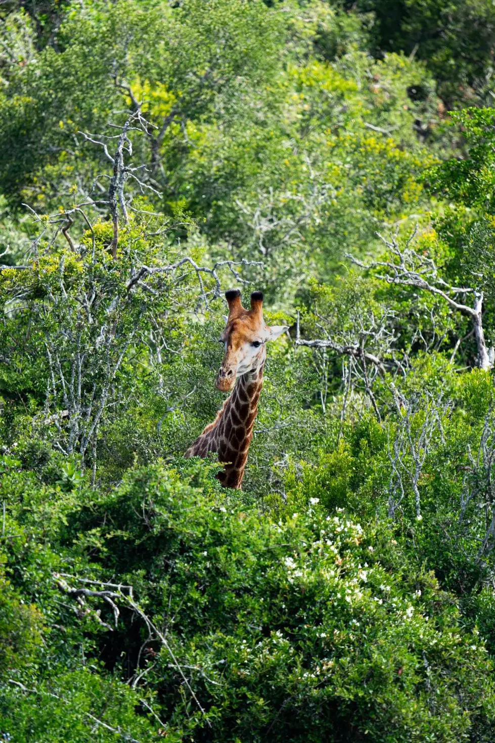 Giraffenkopf und langer Hals ragen aus dichtem grünem Blätterdach hervor