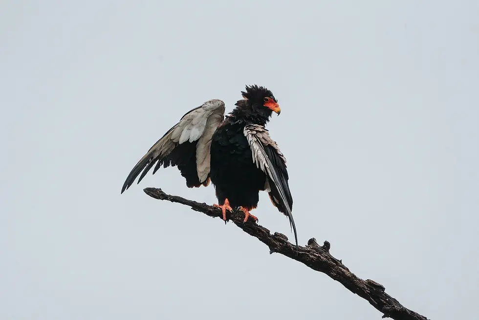 Greifvogel sitzt auf einem Ast.webp
