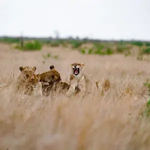 Gruppe von Löwinnen liegt im hohen goldenen Gras der Savanne, eine reißt fauchend das Maul auf.