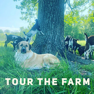 tour the farm petra.jpg