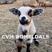 cvm romeldale link photo.jpg