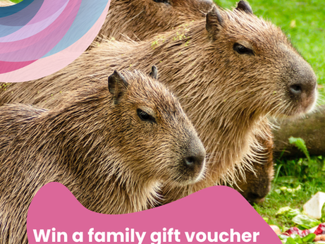 Capybaras