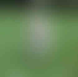 dog running toward camera