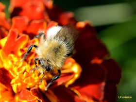 Les fondations de l'agrandissement