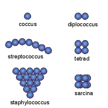 Coccus