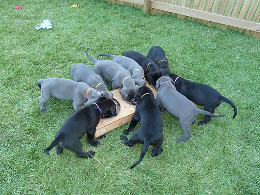 Mafimafi Pups 6 weeks