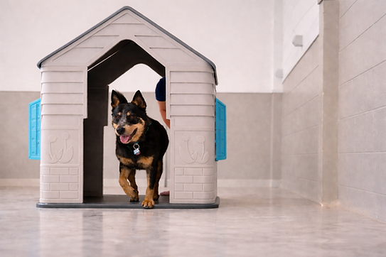 Dog Daycare Auckland