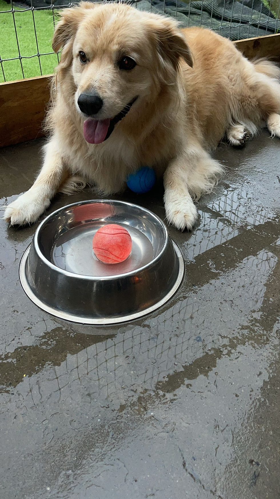 shared dog water bowl