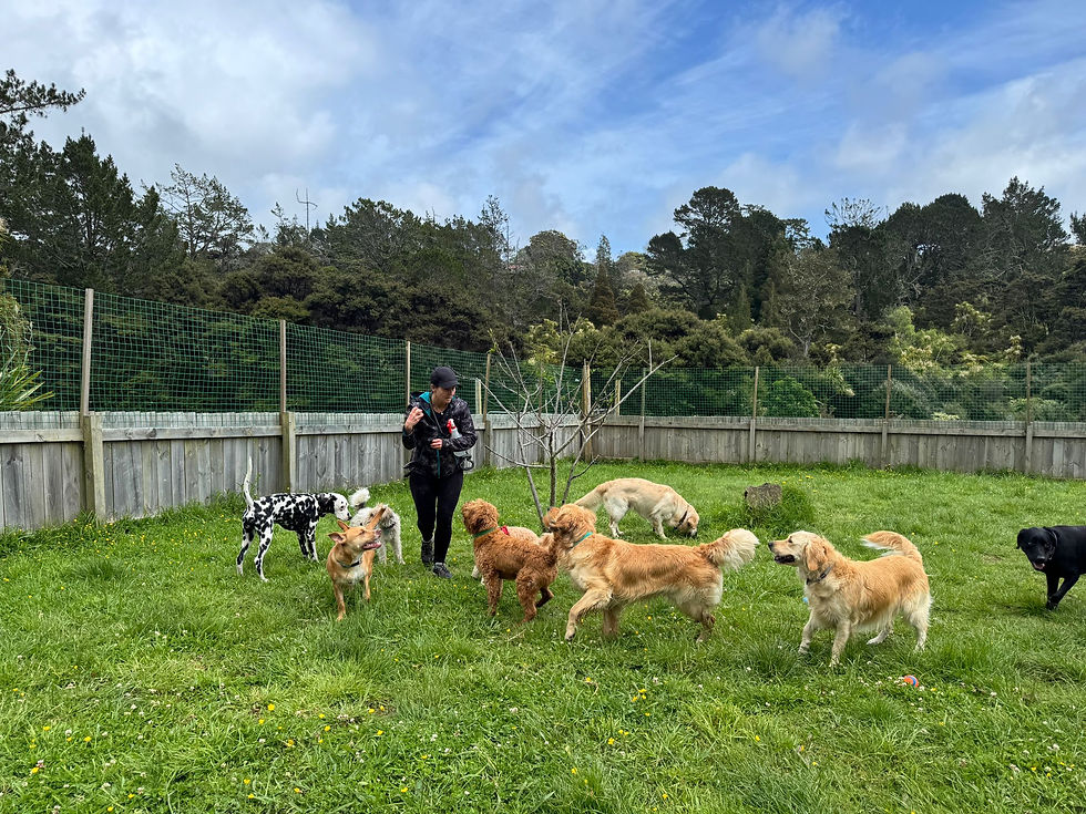 High angle view of happy dogs playing in a daycare area