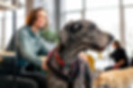 Anxiety in dogs illustrated