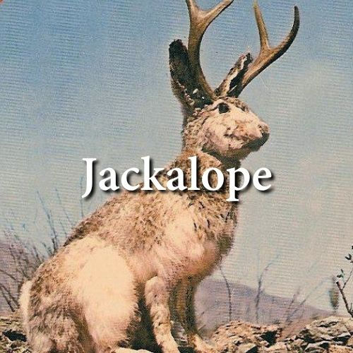 Jackalope - For Drum Quartet